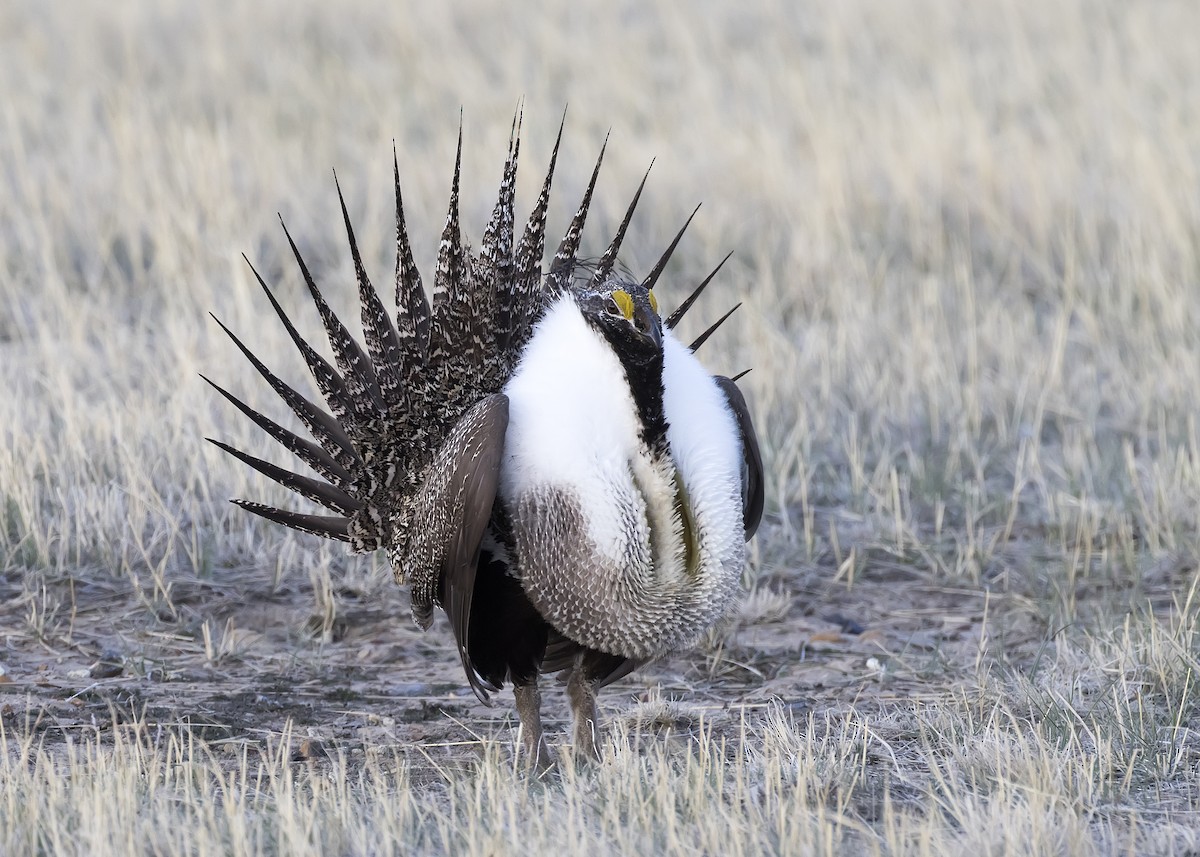 Greater Sage-Grouse - ML329865681