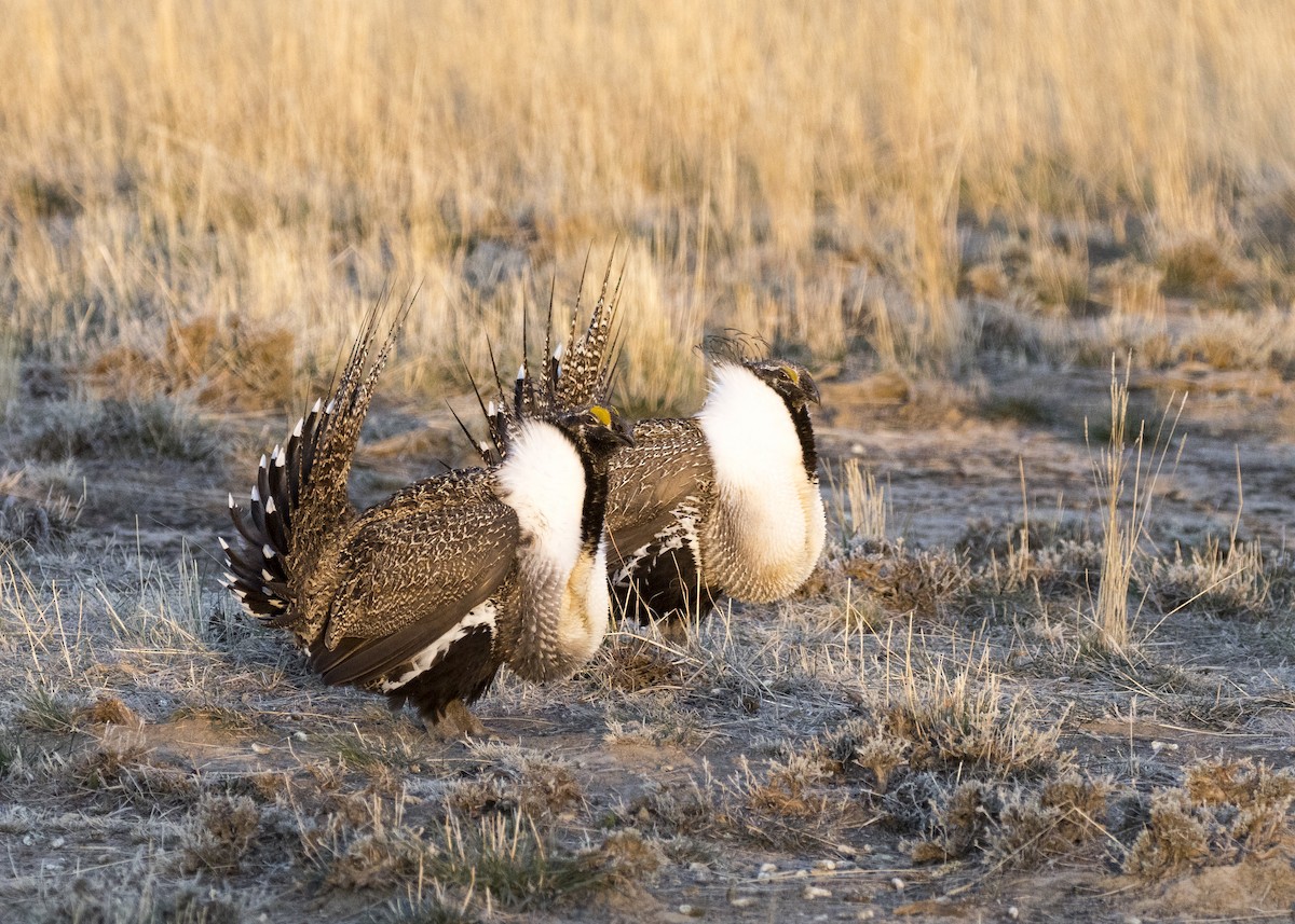 Greater Sage-Grouse - ML329865761