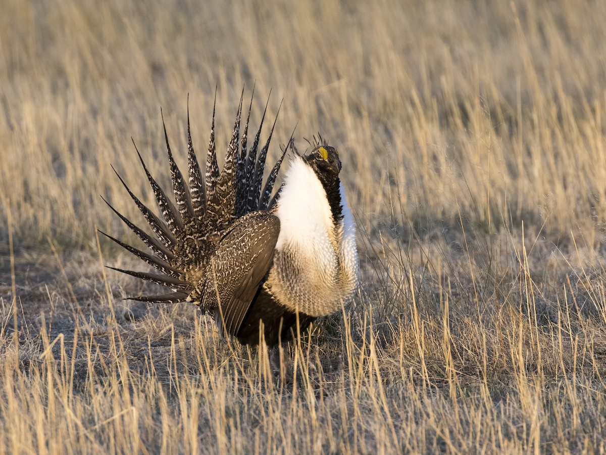 Greater Sage-Grouse - ML329865951