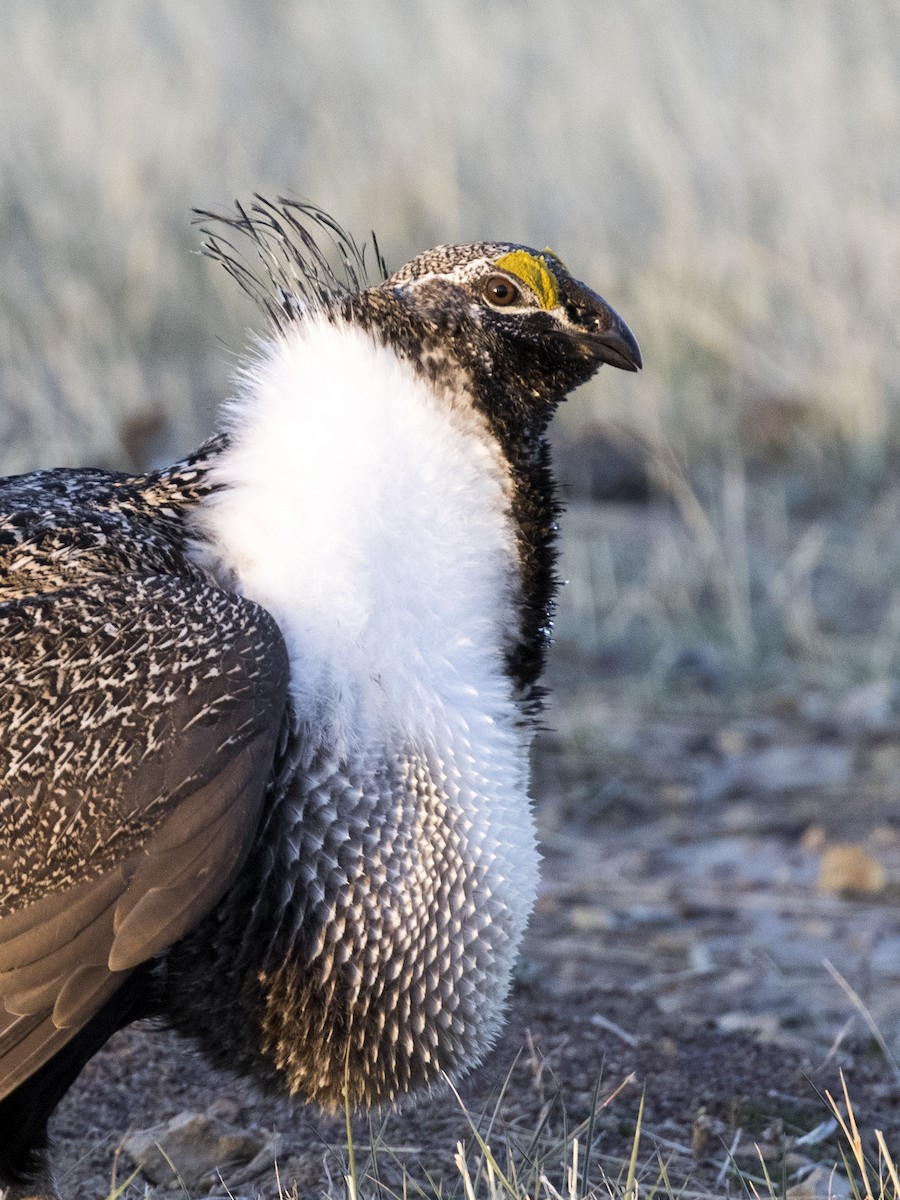 Greater Sage-Grouse - ML329866001