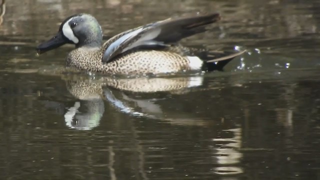 Blue-winged Teal - ML329866211