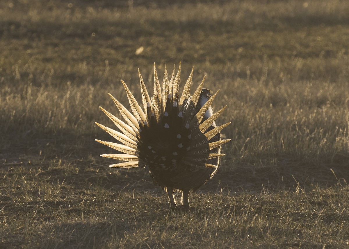 Greater Sage-Grouse - ML329866221