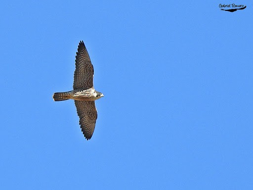 Peregrine Falcon - Gael Braceras Calvis