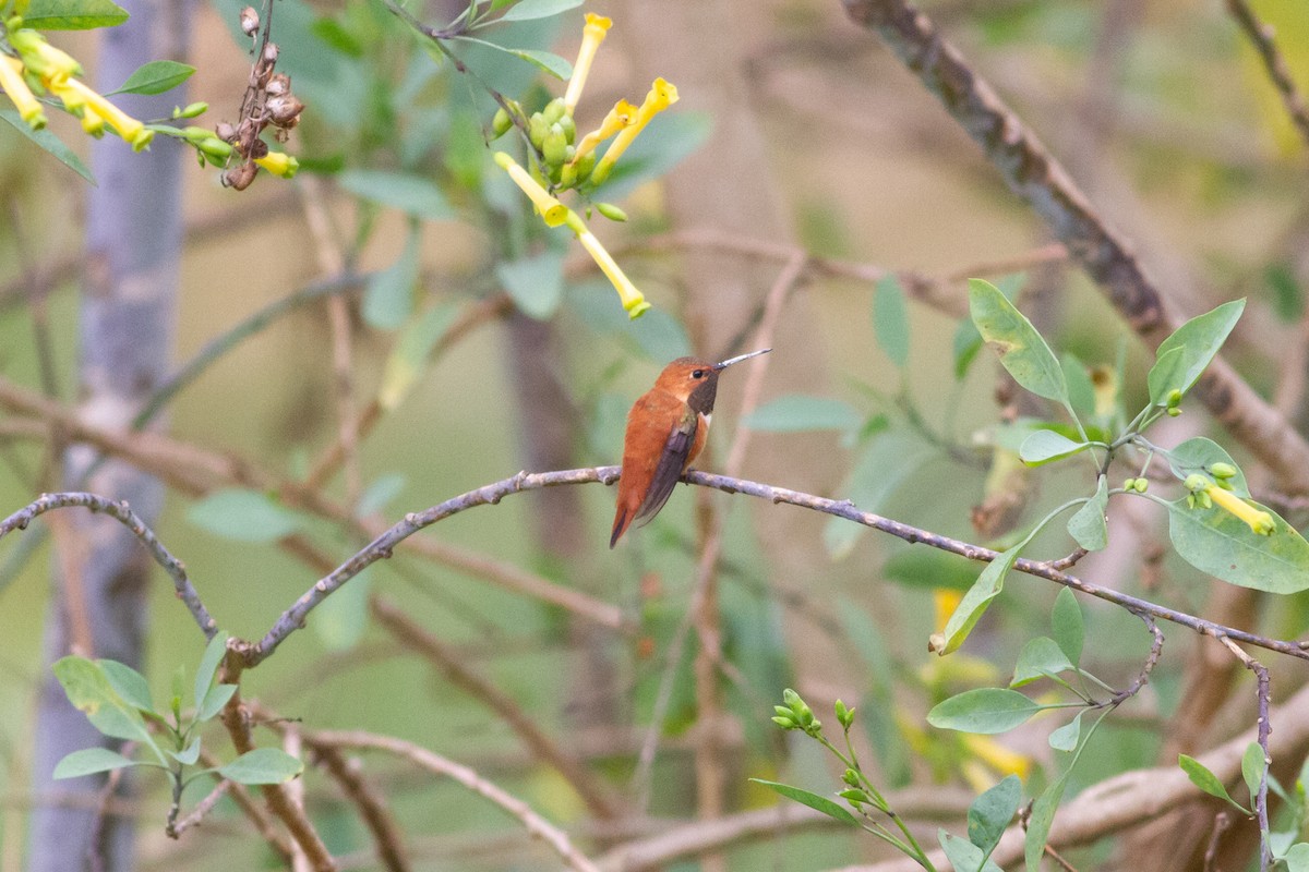 Rufous Hummingbird - ML329872301