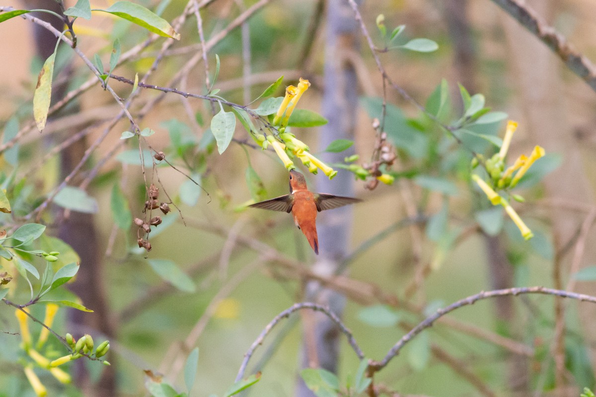 Rufous Hummingbird - ML329872381