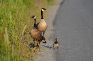 Canada Goose, ML329877021