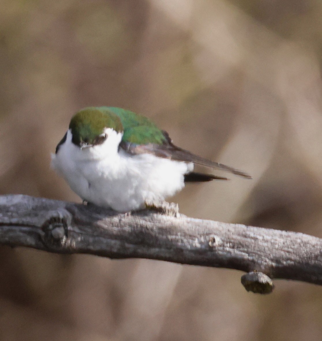 Violet-green Swallow - ML329878681