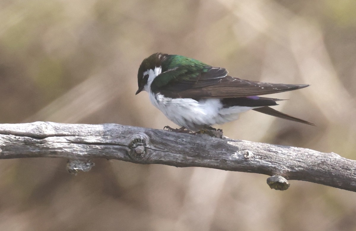 Violet-green Swallow - ML329878691