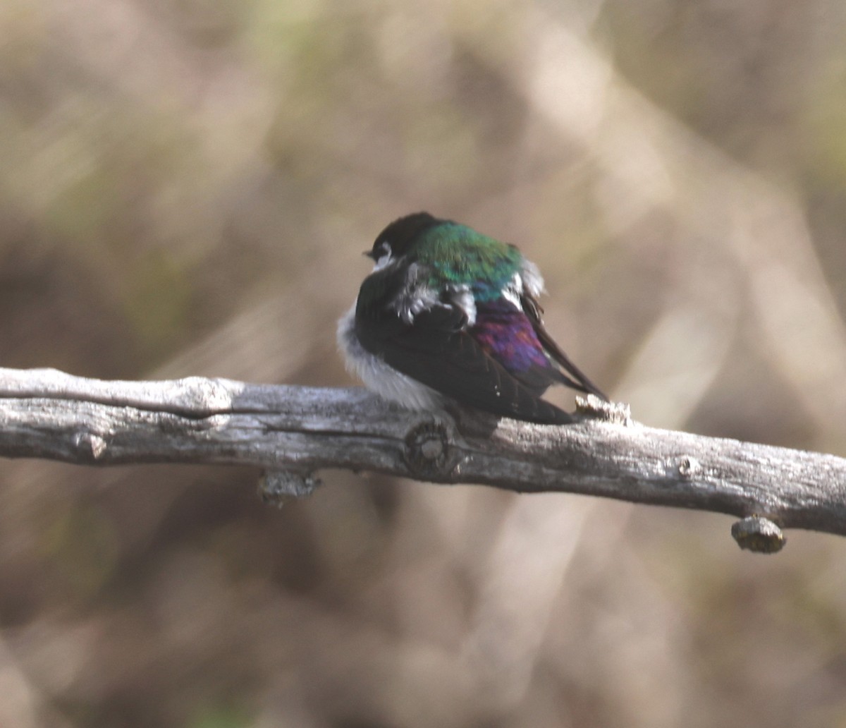 Violet-green Swallow - John Hershey