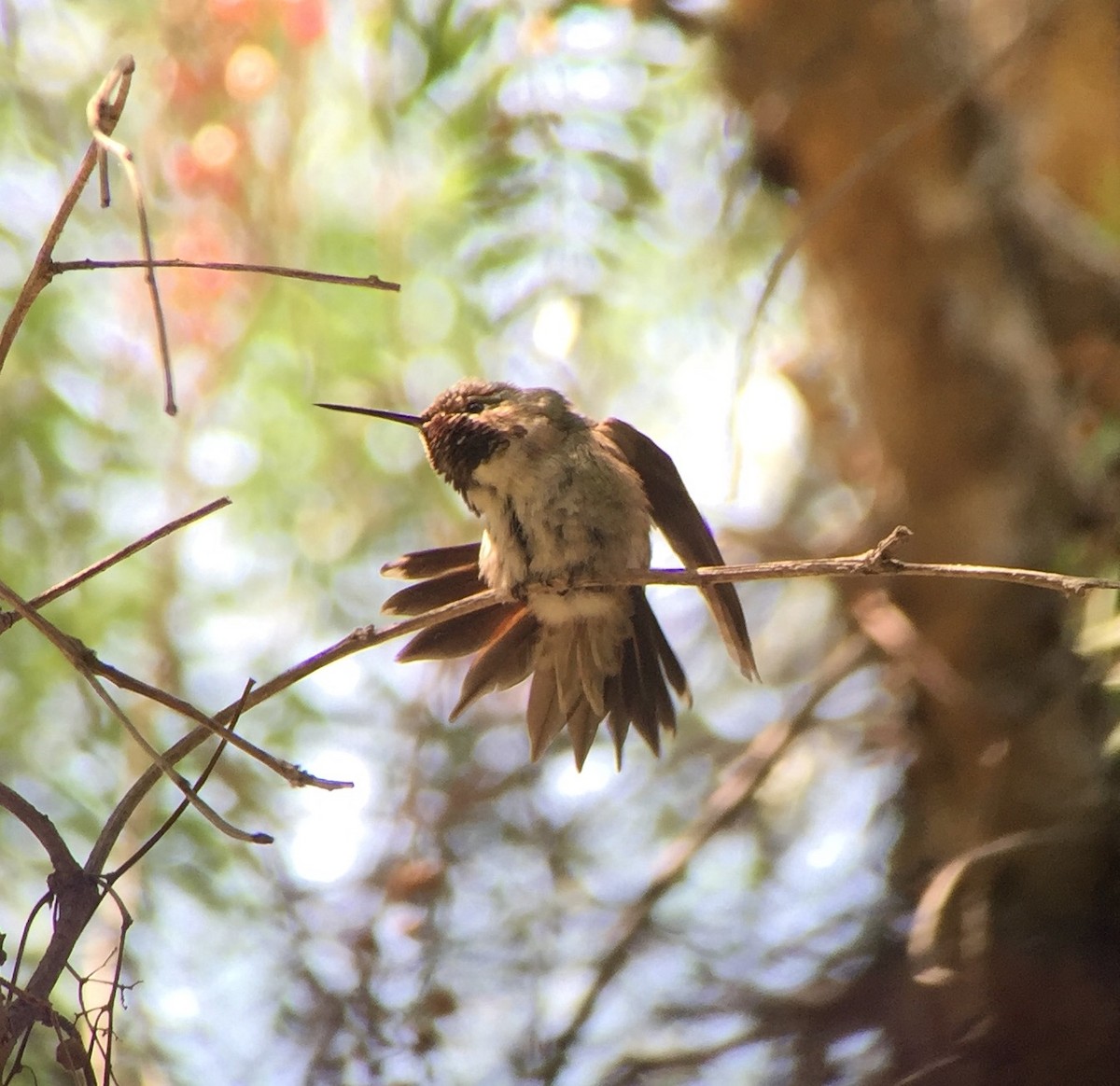 Broad-tailed Hummingbird - ML32987901