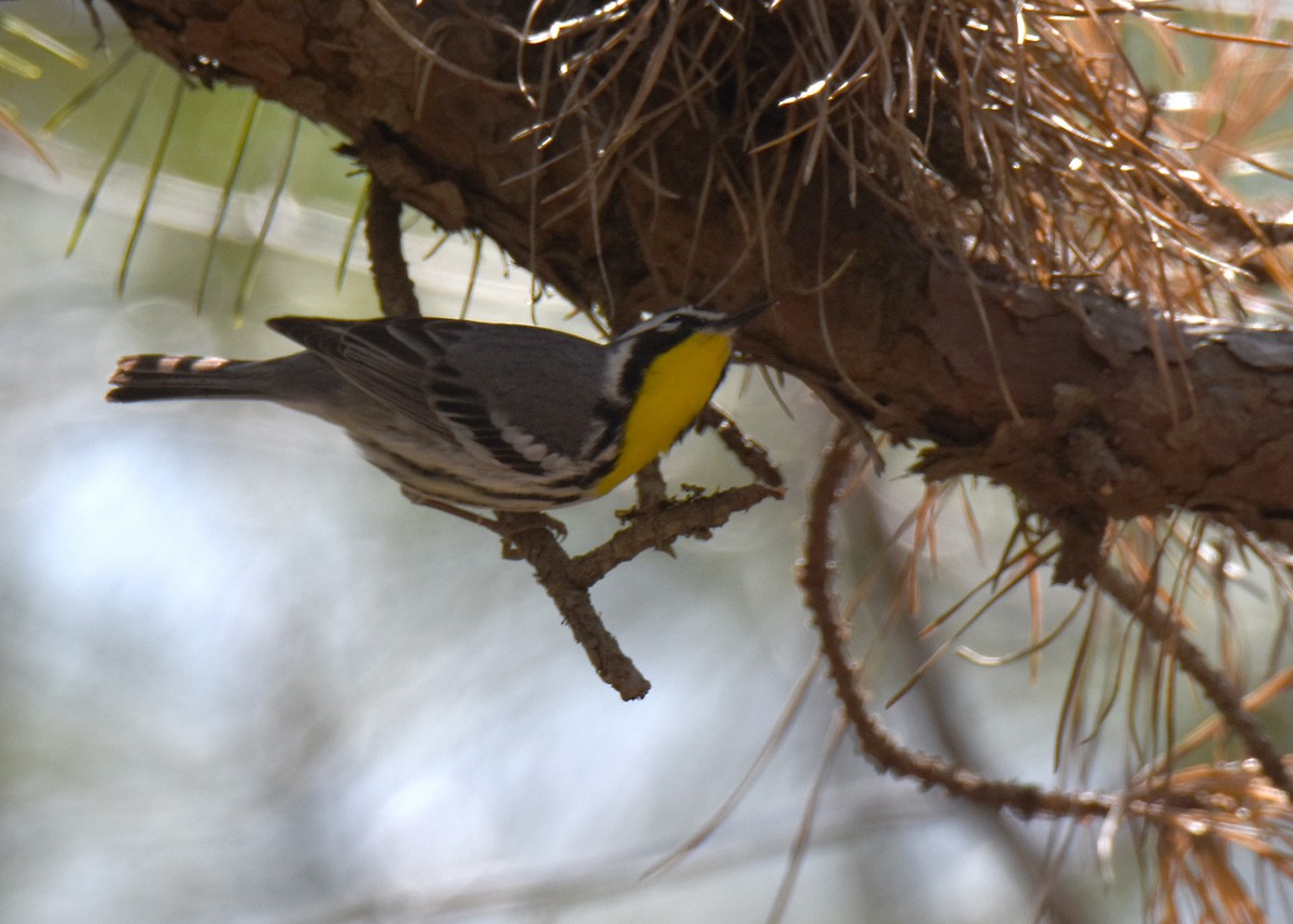 Yellow-throated Warbler - Stephen Kerr