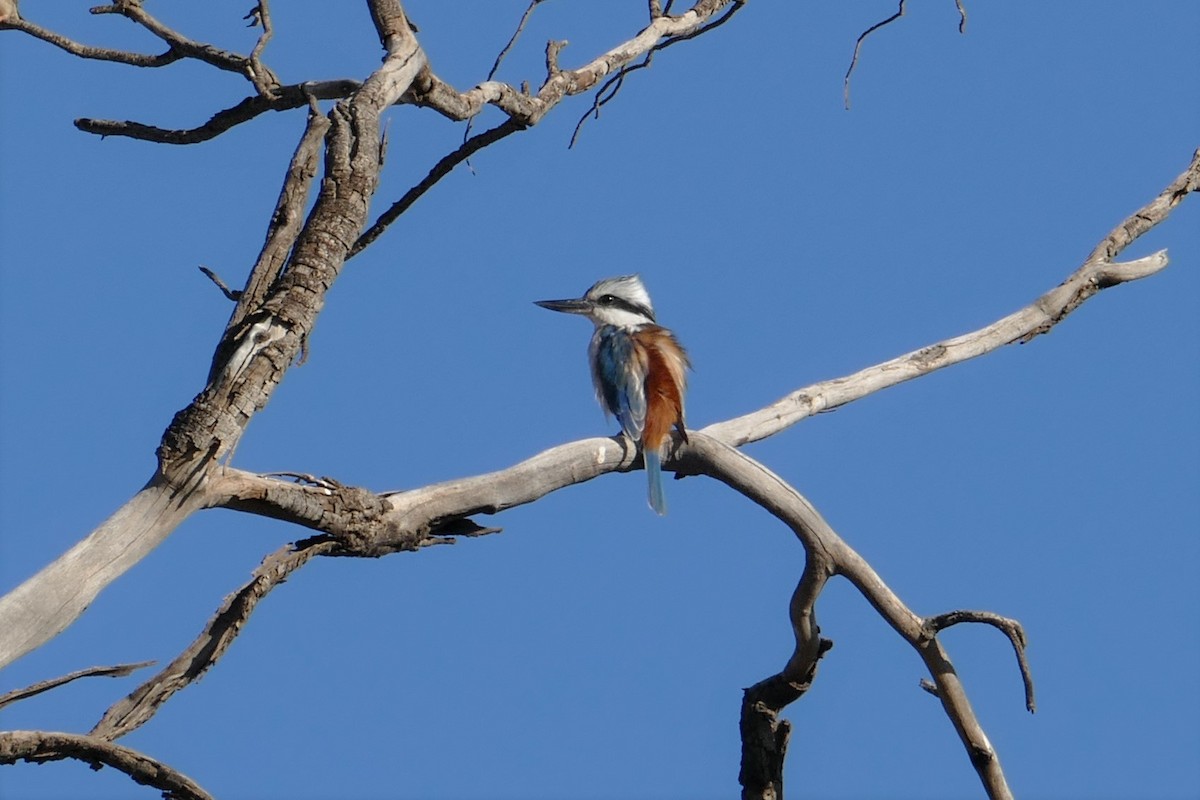 Red-backed Kingfisher - ML329882561