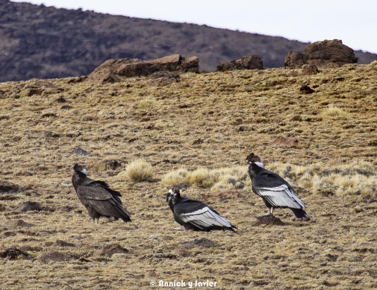 Andean Condor - Annick Morgenthaler
