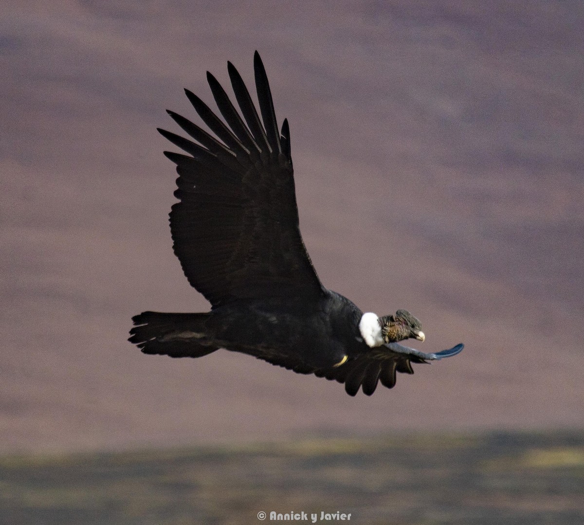 Andean Condor - Annick Morgenthaler