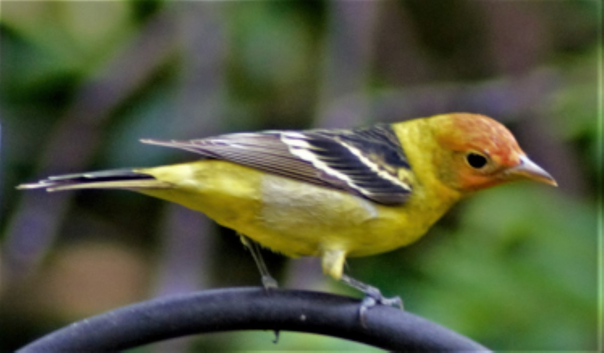 Western Tanager - ML329884601