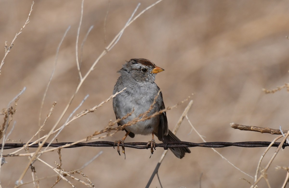 White-crowned Sparrow (Gambel's) - ML329888541