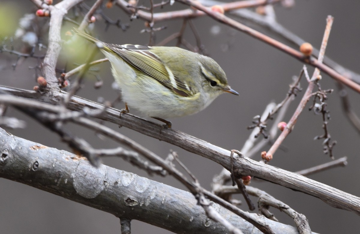 Yellow-browed Warbler - ML329894911