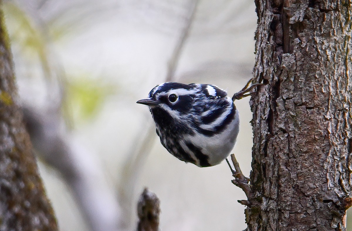 Black-and-white Warbler - ML329895831