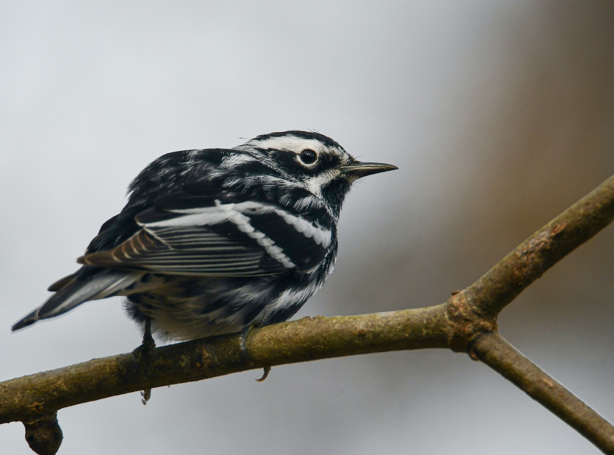 Black-and-white Warbler - ML329895881