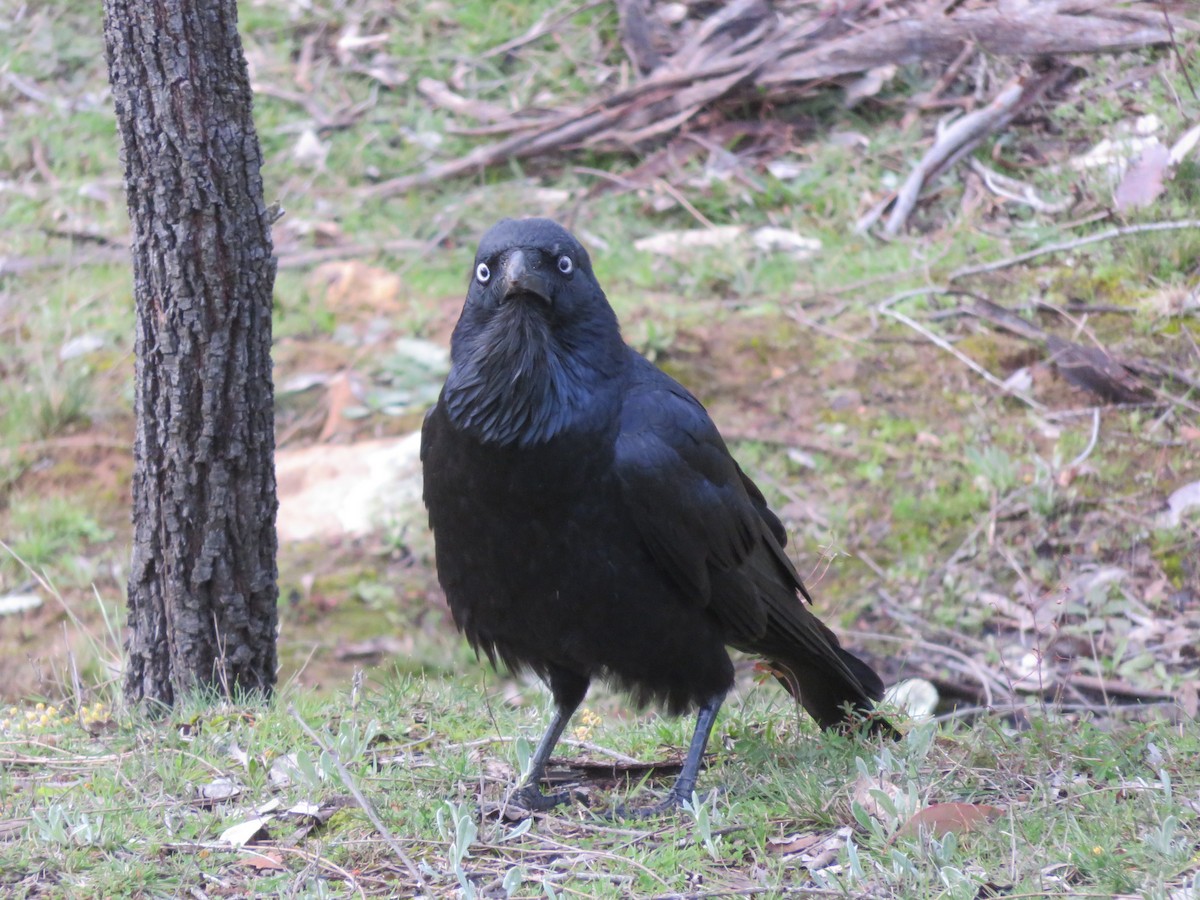 Australian Raven - Anonymous