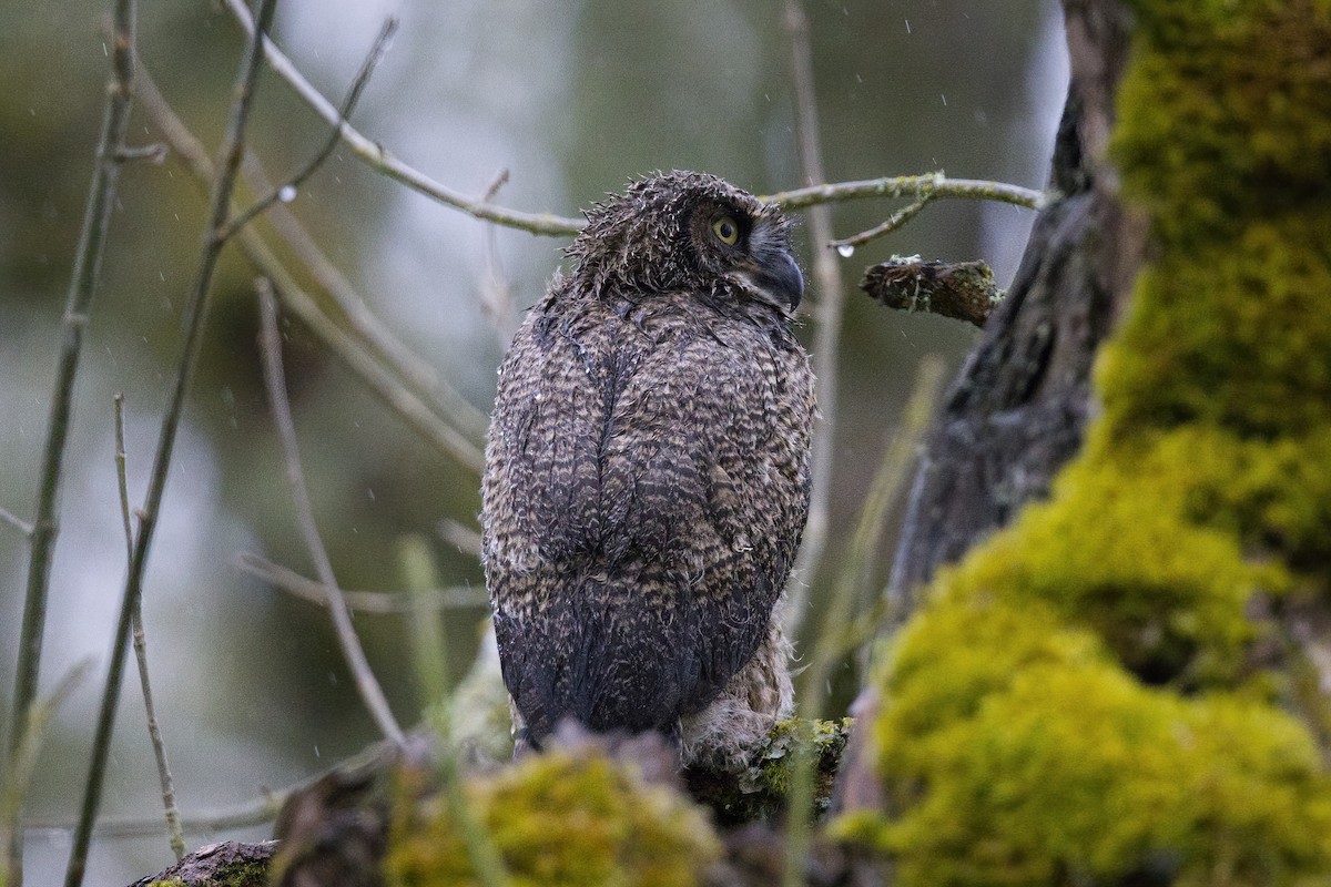 Great Horned Owl - ML329907041