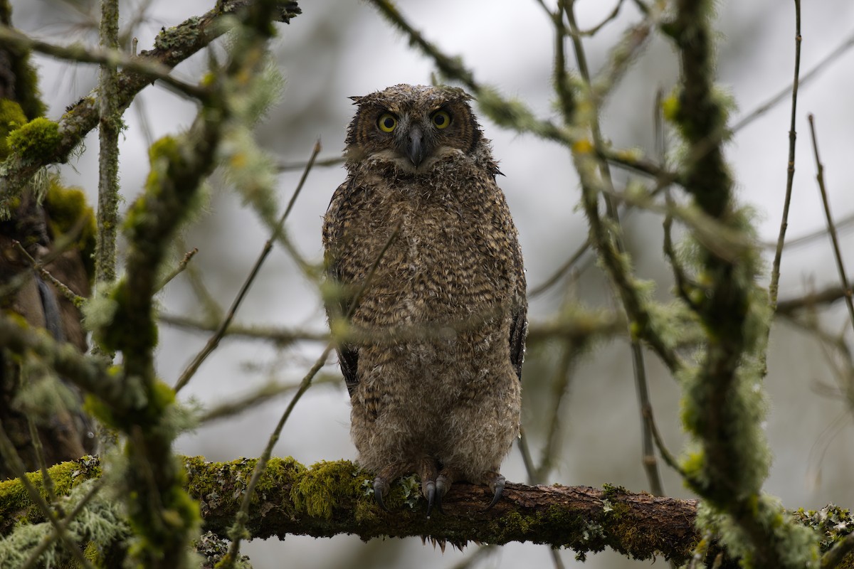 Great Horned Owl - ML329909221