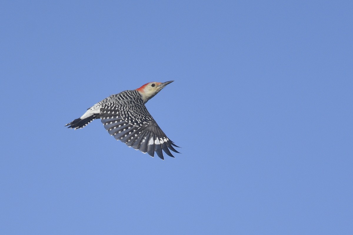 Red-bellied Woodpecker - Daniel Irons