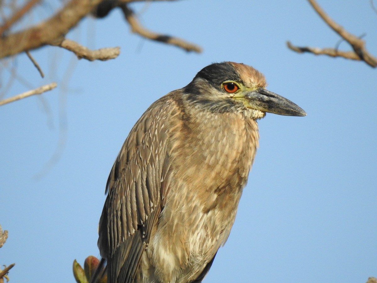 Yellow-crowned Night Heron - ML329915831