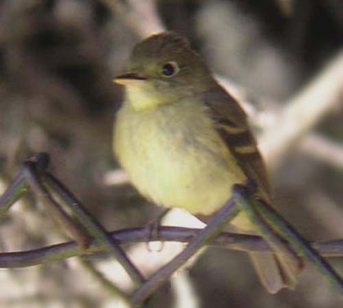 Yellow-bellied Flycatcher - Don Roberson