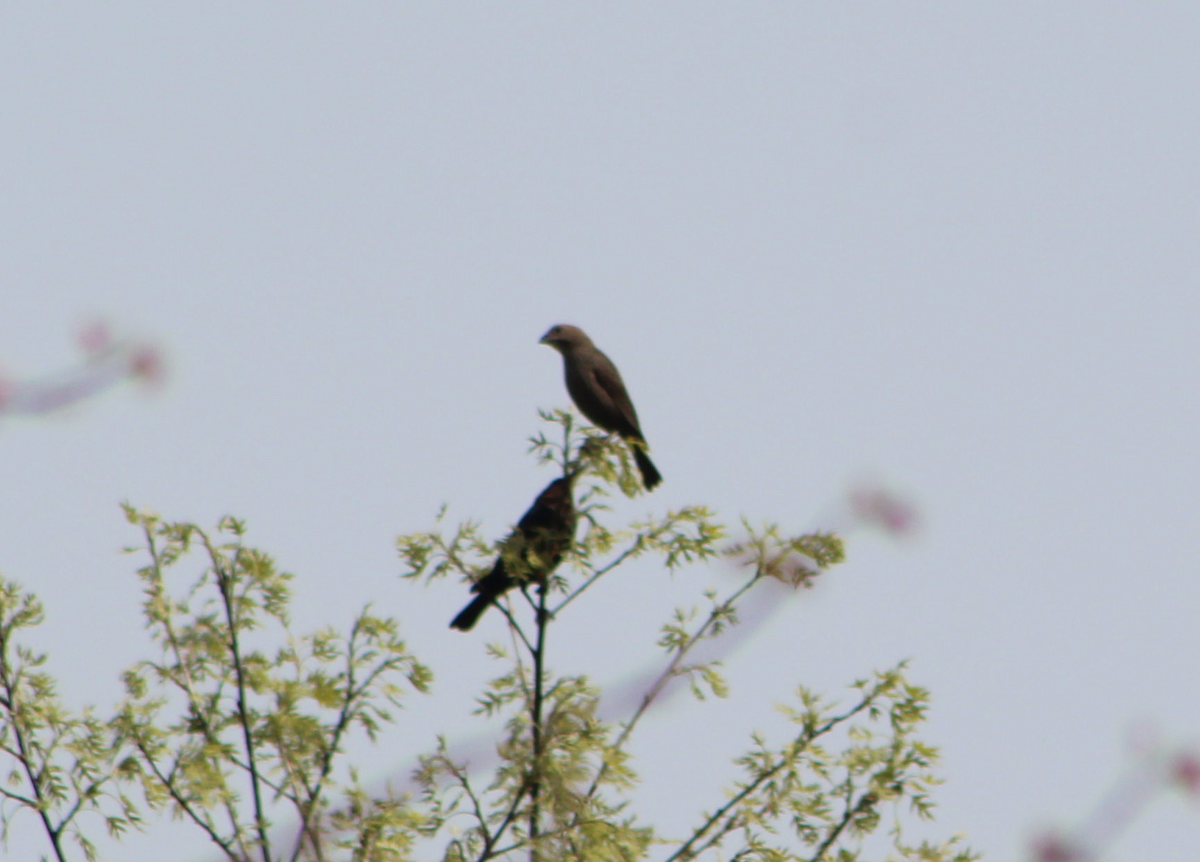 Brown-headed Cowbird - Shreenidhi Prabhakaran