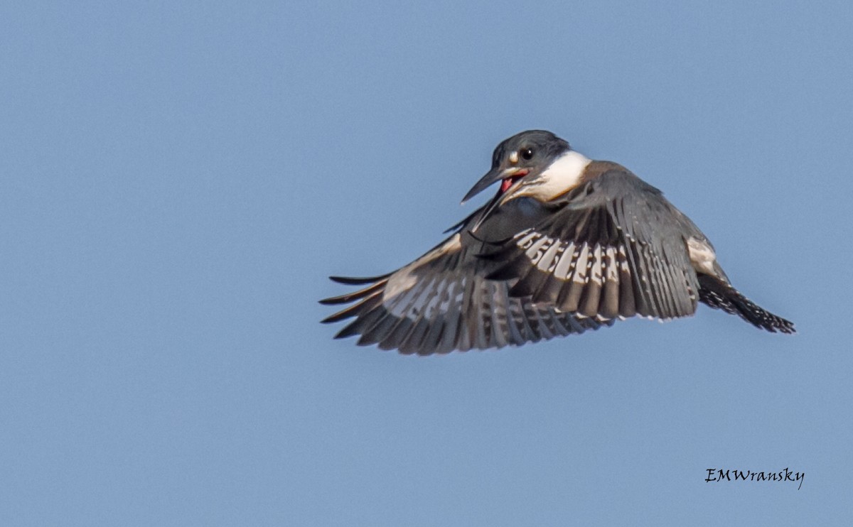 Belted Kingfisher - ML32991821