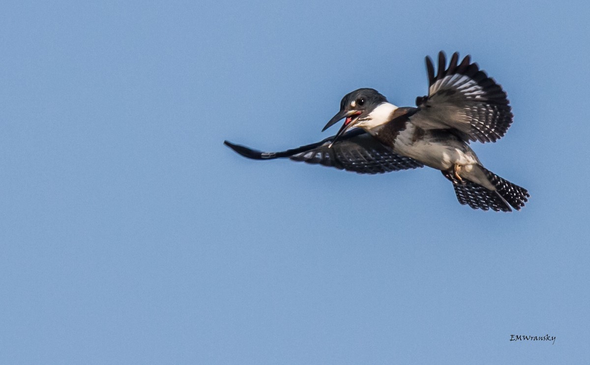 Belted Kingfisher - ML32991831