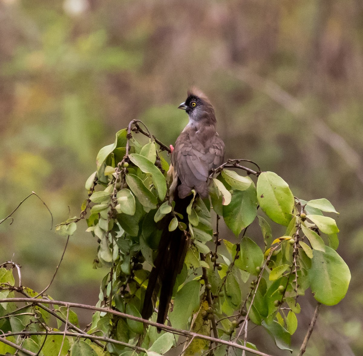 Red-backed Mousebird - ML329923741