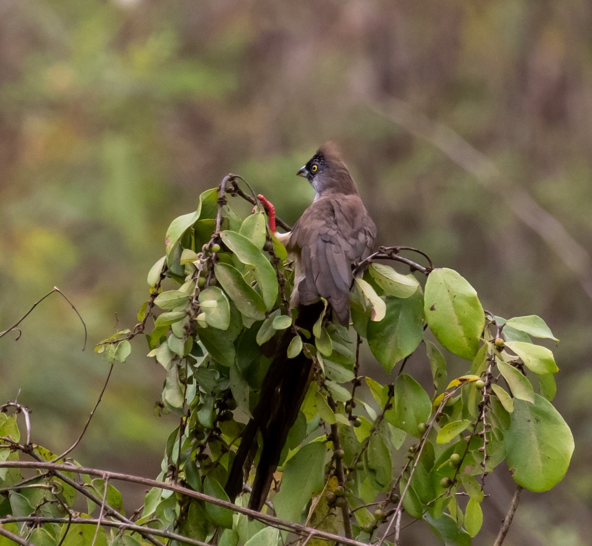 Red-backed Mousebird - ML329923761