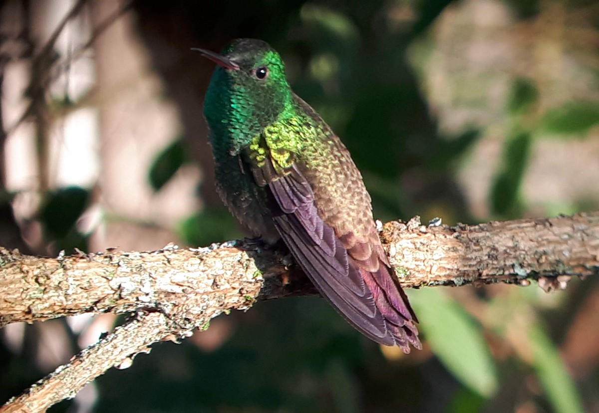 Green-bellied Hummingbird - ML329927561