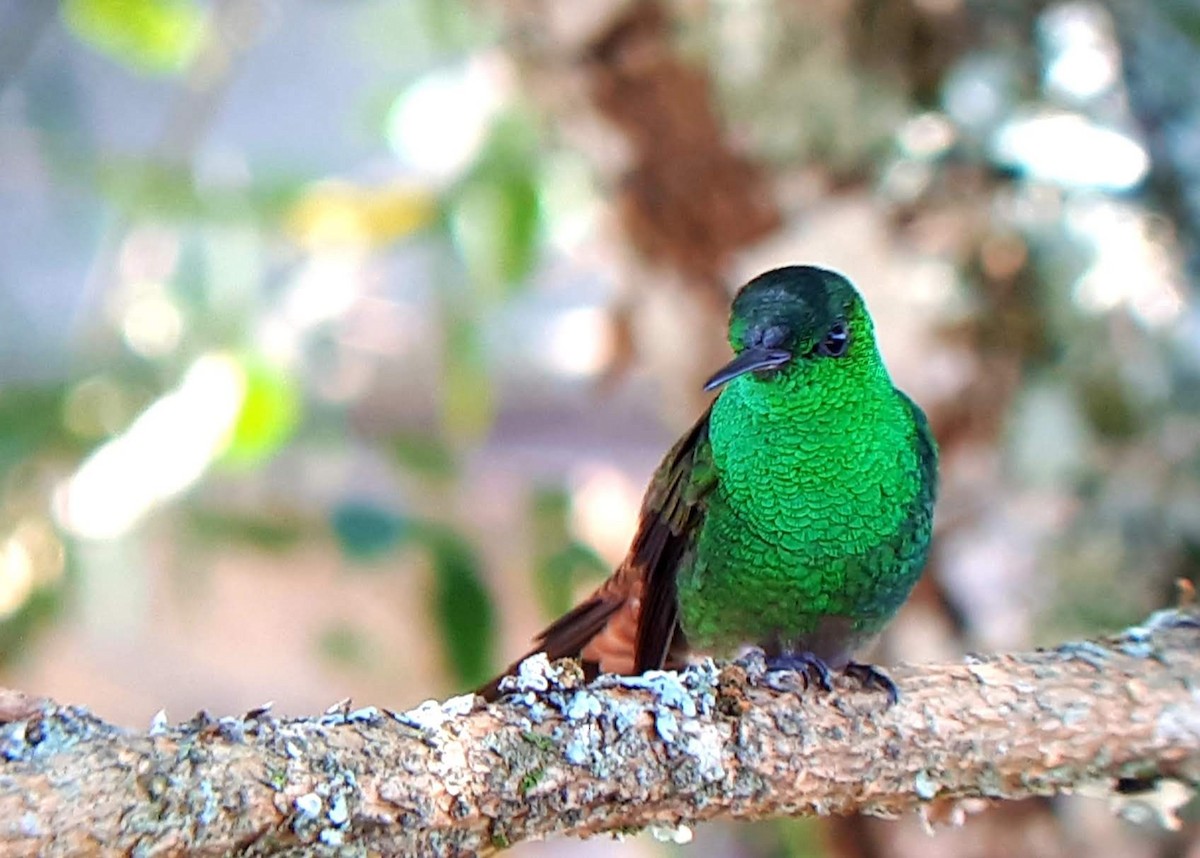 Green-bellied Hummingbird - ML329929721