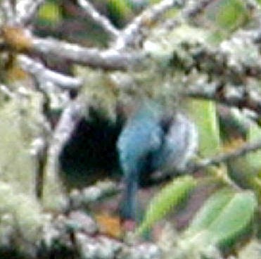Azure-rumped Tanager - ML329932401