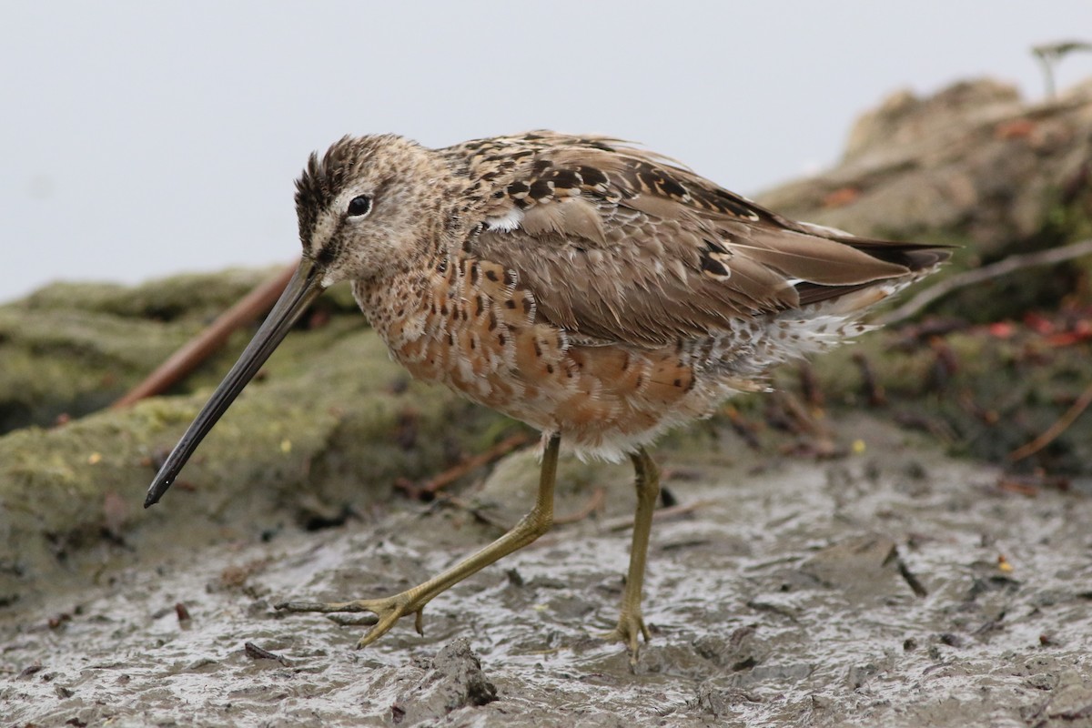 Long-billed Dowitcher - ML329932551