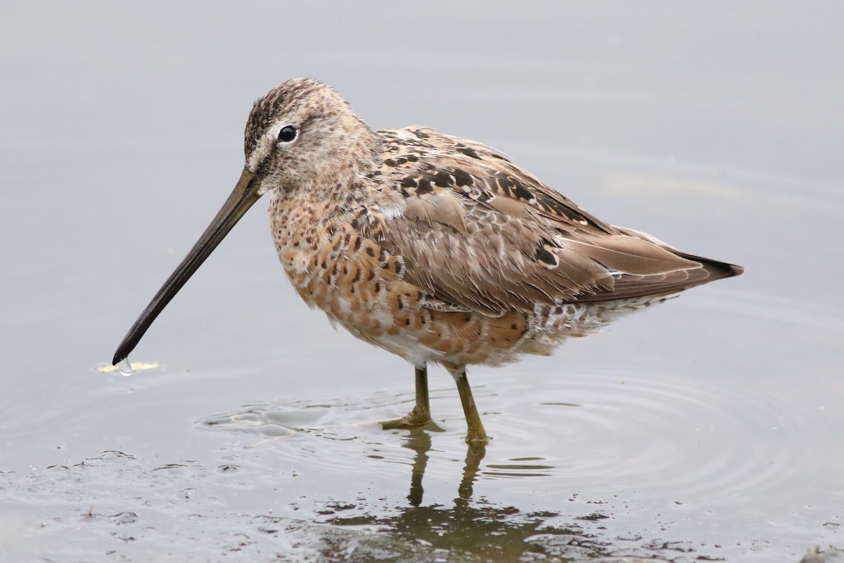 Long-billed Dowitcher - ML329932561