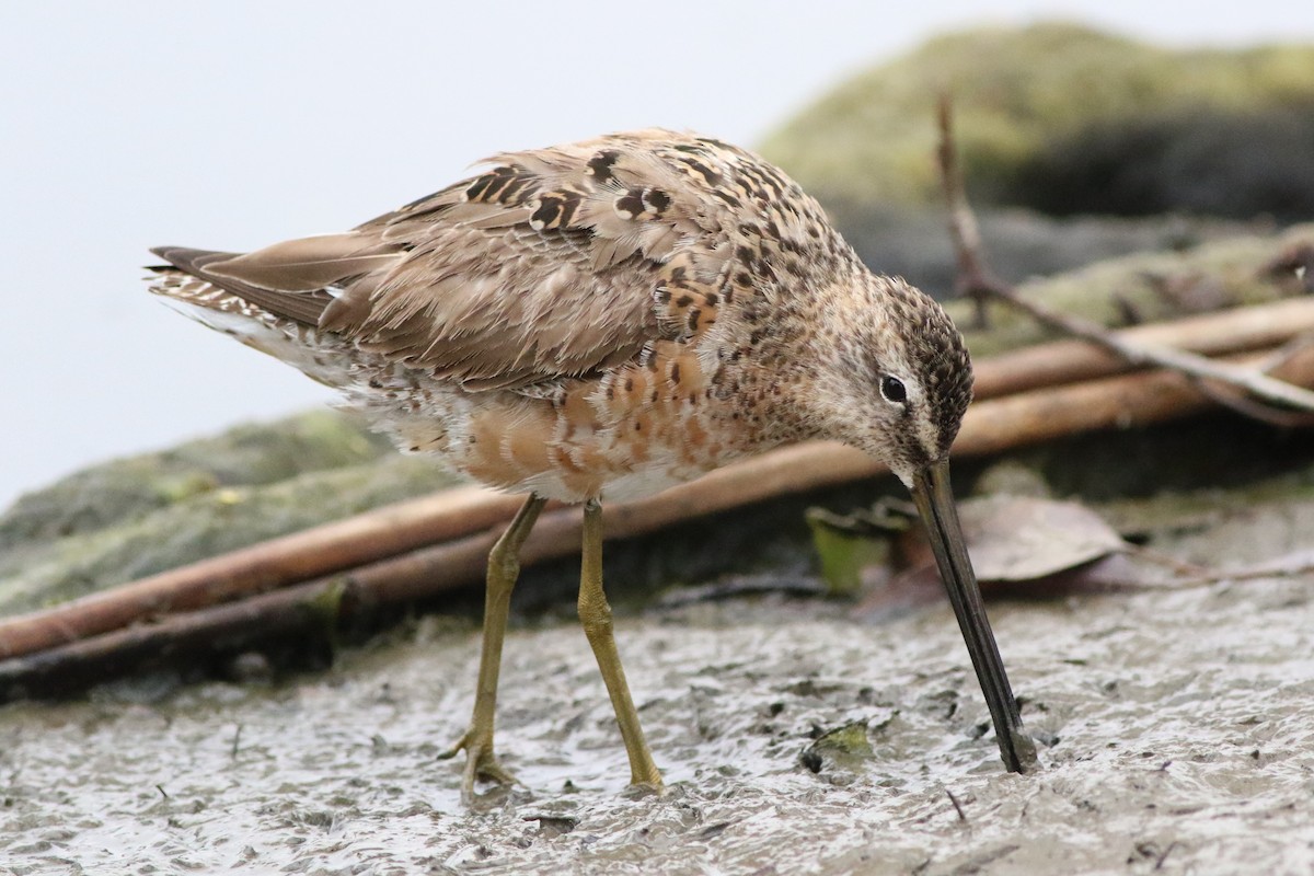 Long-billed Dowitcher - ML329932581