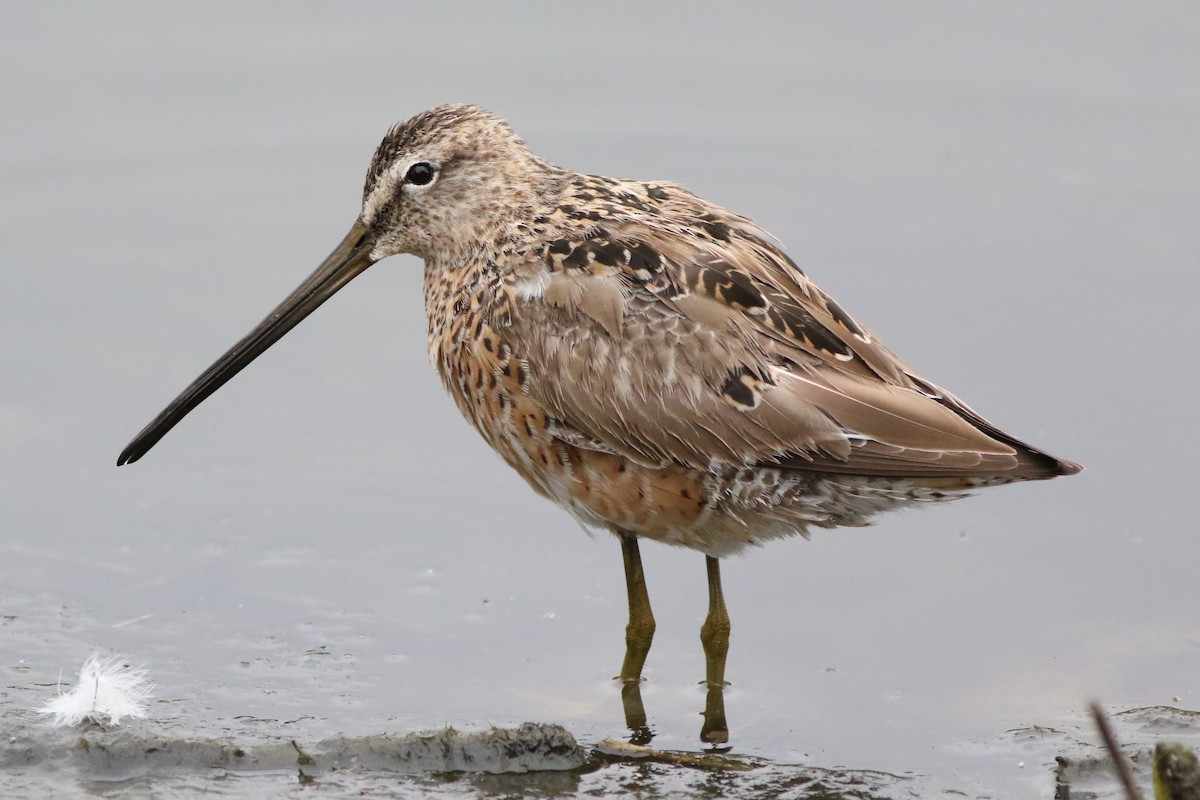 Long-billed Dowitcher - ML329932631