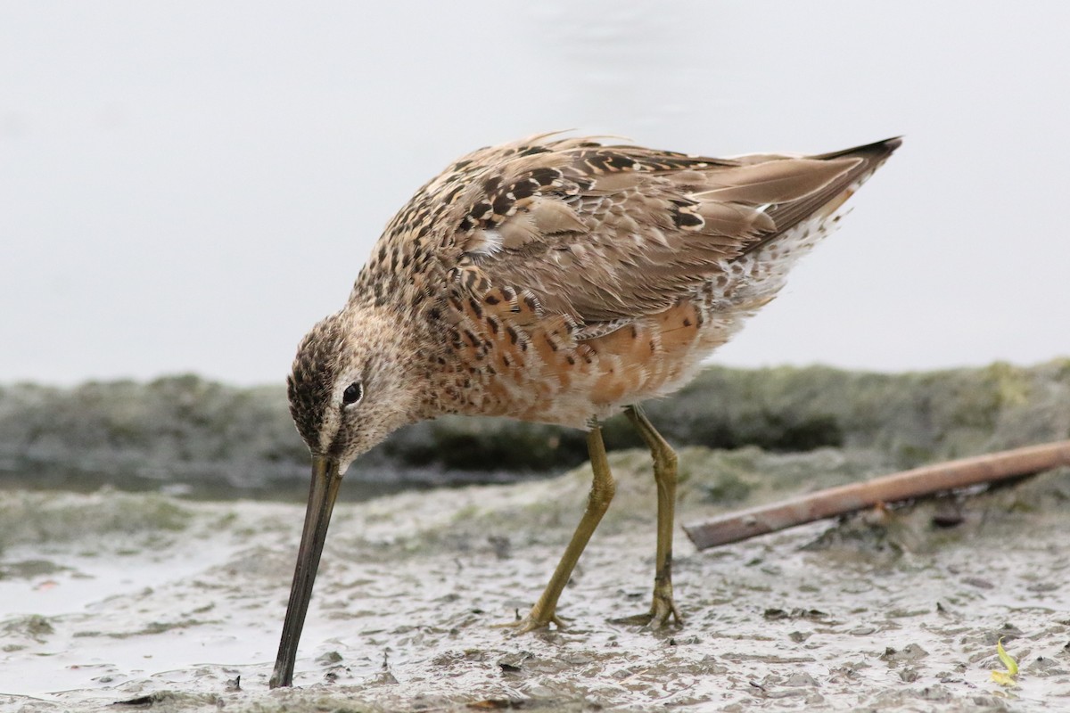Long-billed Dowitcher - ML329932941
