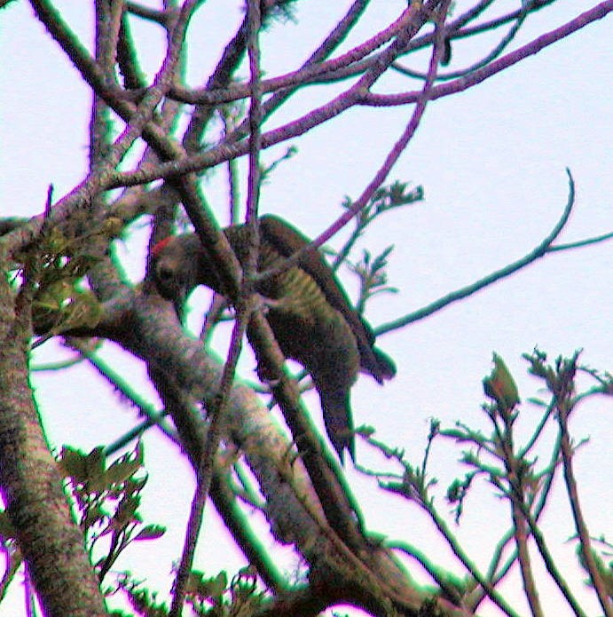 Golden-olive Woodpecker - ML329933281