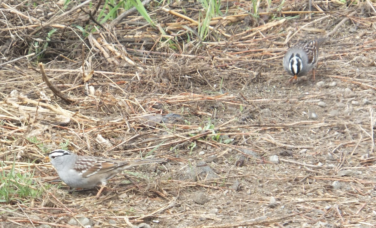 White-crowned Sparrow - ML329937361