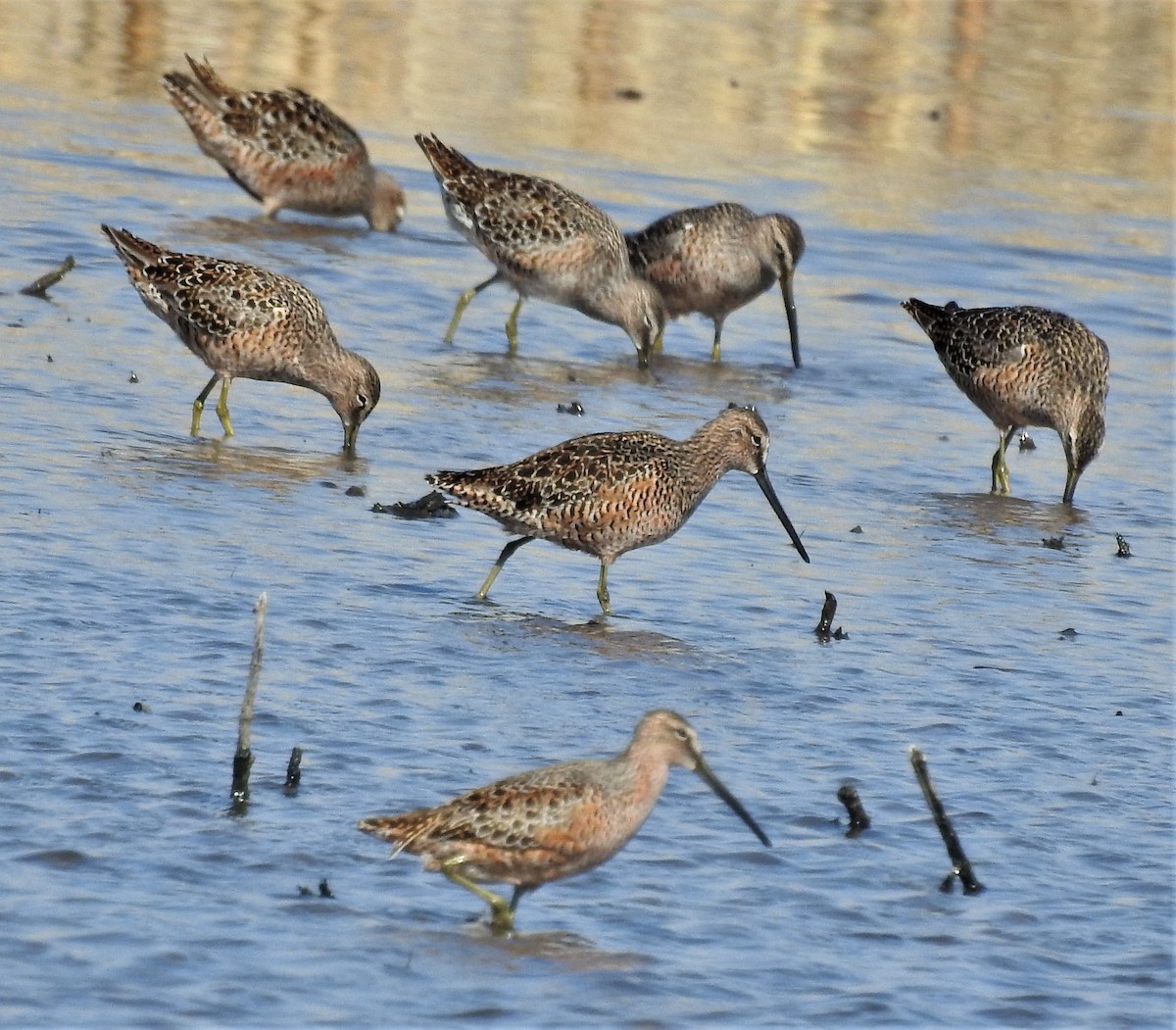 Long-billed Dowitcher - ML329940301