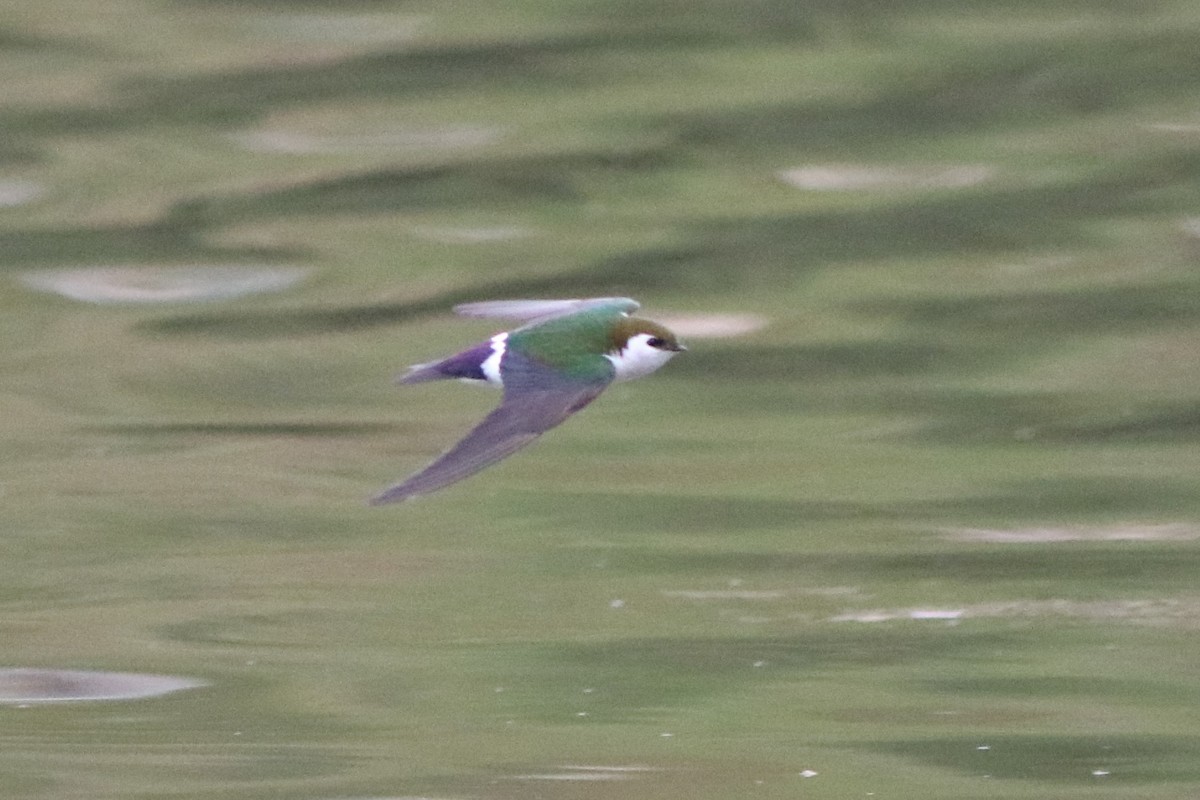 Violet-green Swallow - Robert McNab
