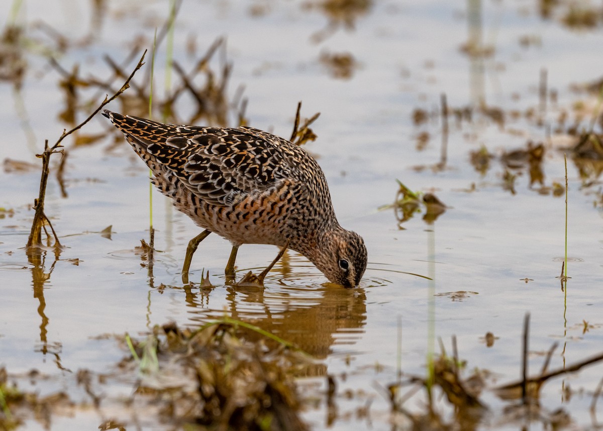 Long-billed Dowitcher - ML329944551