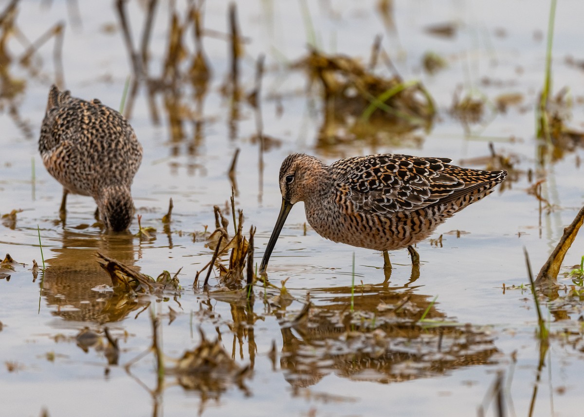 Long-billed Dowitcher - ML329944581