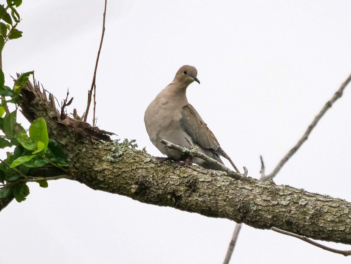 Eurasian Collared-Dove - Roger Horn