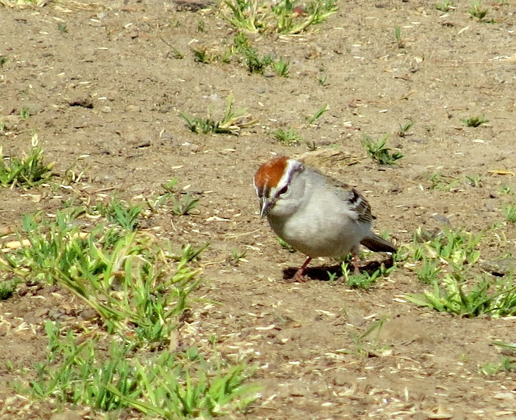 Chipping Sparrow - ML329949741